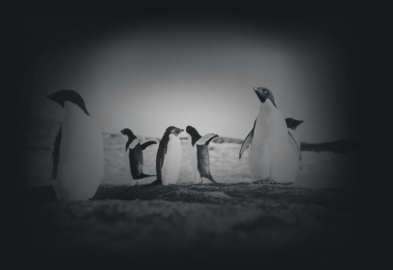 Colony of penguins in Australia's Antarctic Territory (NAA: A1200, L85571)