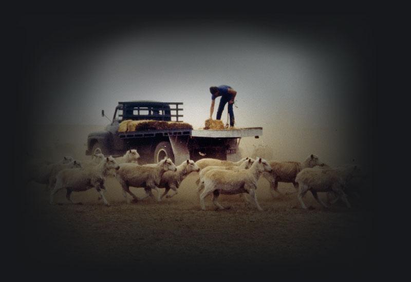 Drought scene in the Wimmera, north west of Victoria, 1982.