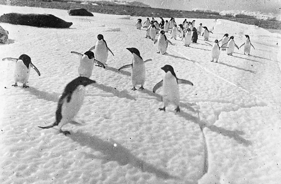 Adélie penguins at Cape Denison.