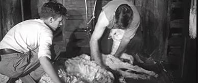 Excerpt from the documentary film showing a shearing team at a typical sheep station.