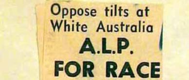 ALP for race purity. Newspaper article
