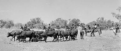 Aboriginal stockmen at Wave Hill cattle station, Northern Territory.