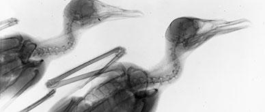 X-ray of four Antarctic prions.
