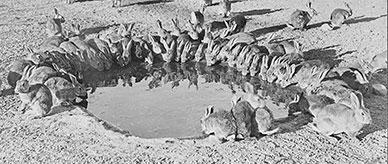 Rabbits around a waterhole during myxomatosis trials at Wardang Island, South Australia.