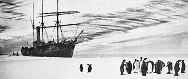 Sailing ship moored in ice and penguins on pack ice in the foreground.