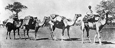 A camel train including three camels being led by a mounted rider. 