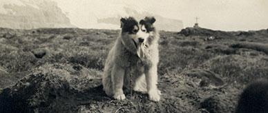‘George’ the cross Labrador/Greenland husky, Heard Island