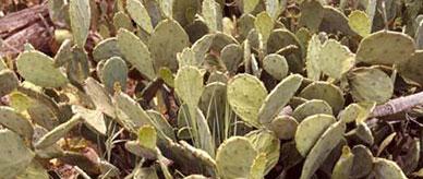 Prickly pear cactus infestation.